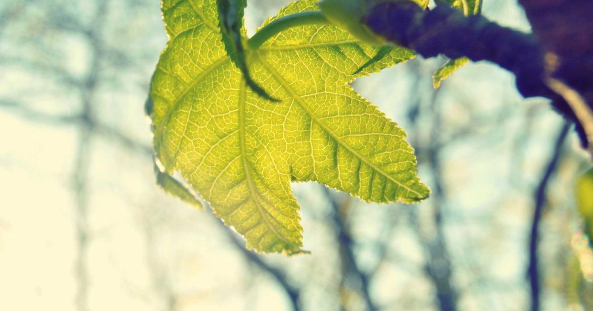 Alpha-GPC supplement for cognitive enhancement