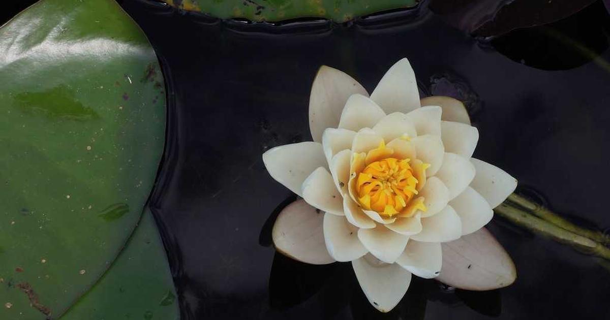 Bacteriostatic water vials for peptide reconstitution