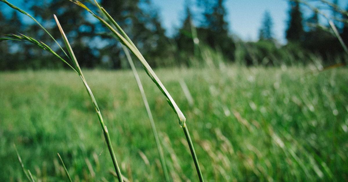 Lion's Mane mushroom and Ashwagandha root comparison